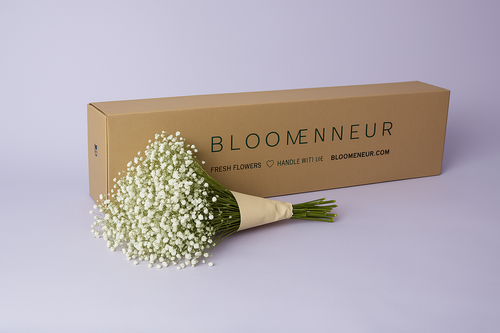 Gypsophila