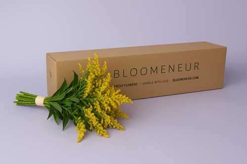 Solidago