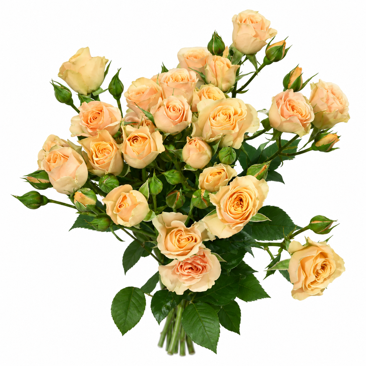 Spray Rose