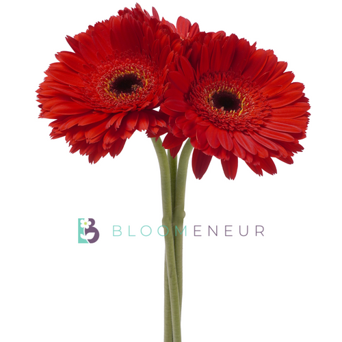 Gerbera