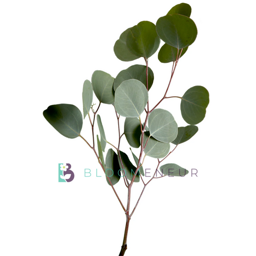 Eucalyptus Silver Dollar