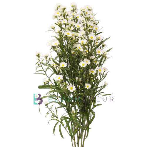 Aster