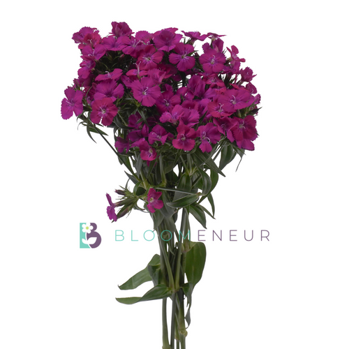 Dianthus