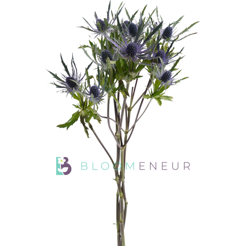 Eryngium