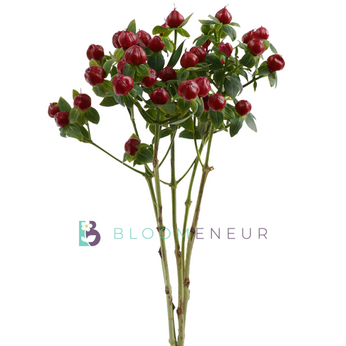 Hypericum