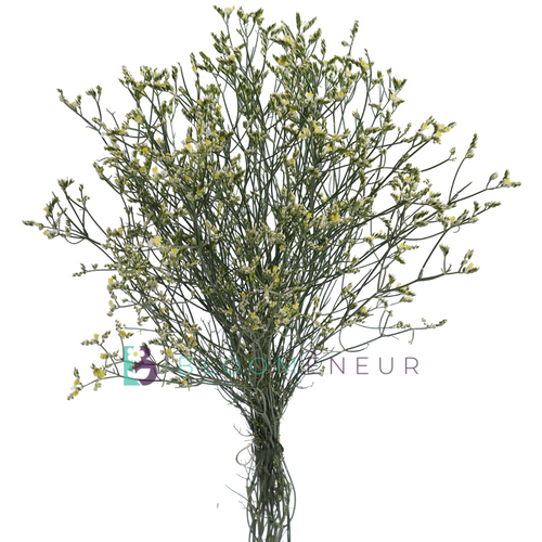 Limonium