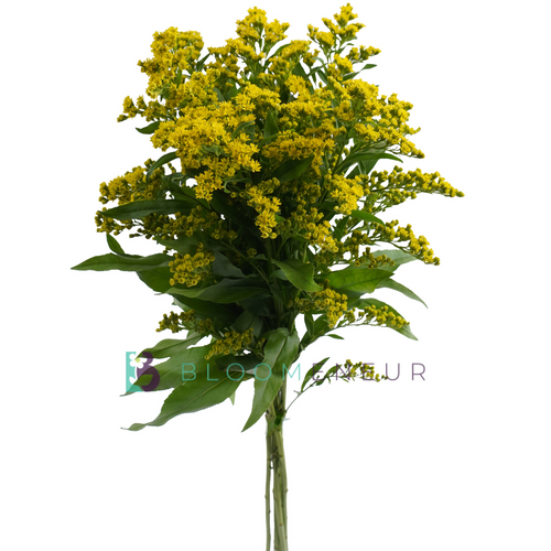 Solidago