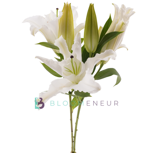 Lily Oriental