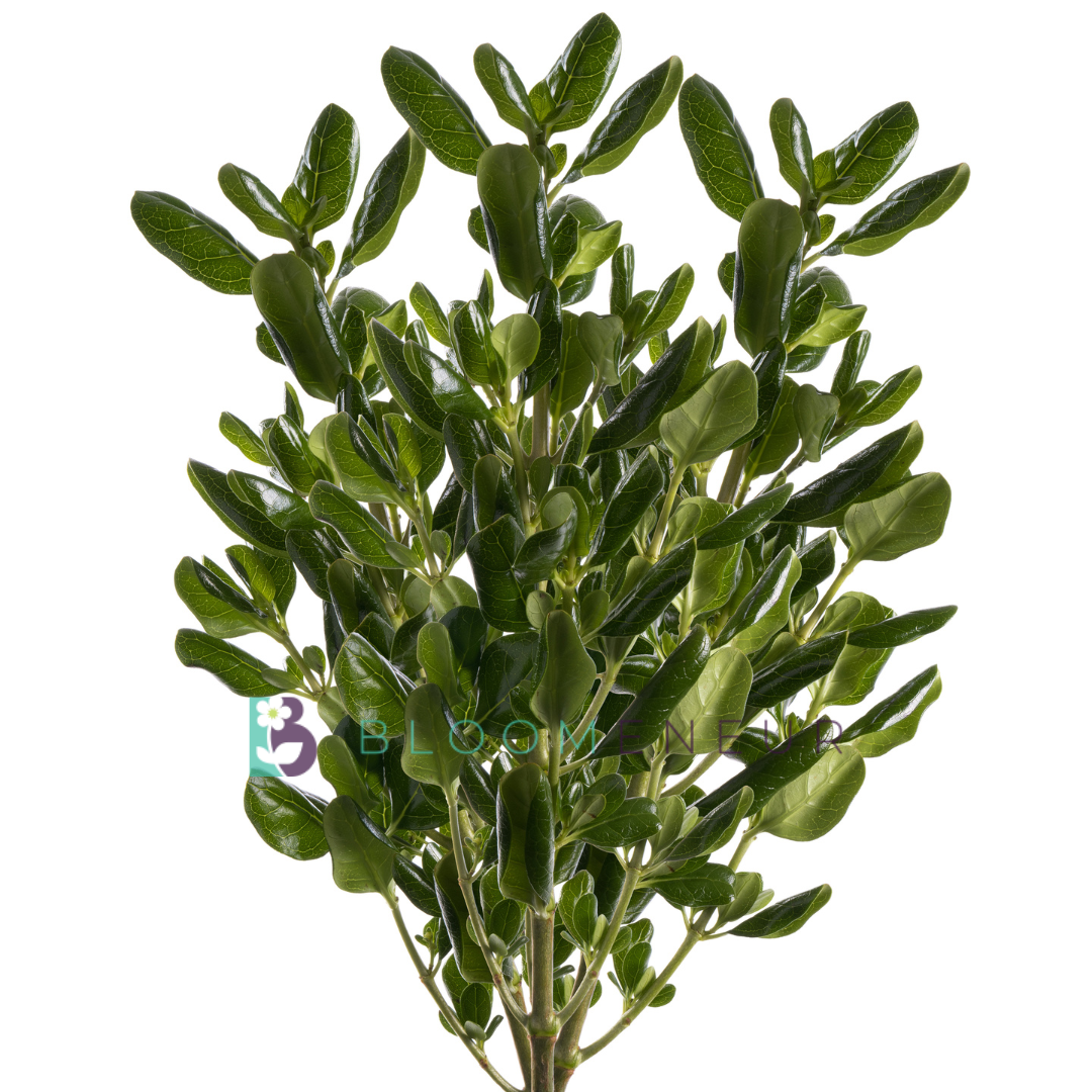 Pitosporum
