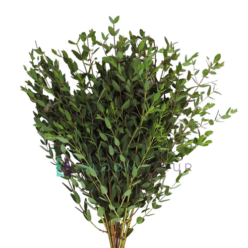 Eucalyptus Parviflora
