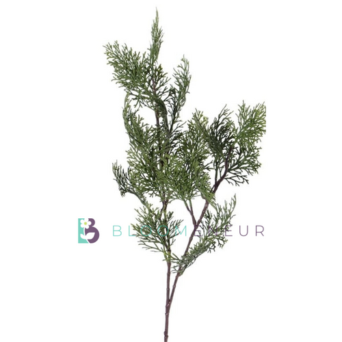 Cupressus