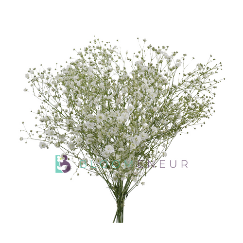 Gypsophila