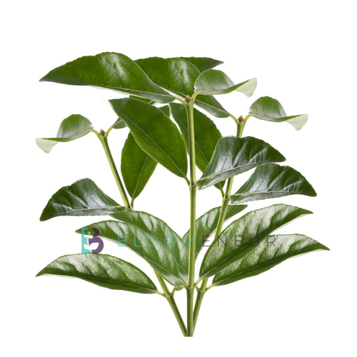 Viburnum Lucidum