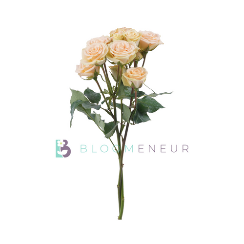 Spray Rose