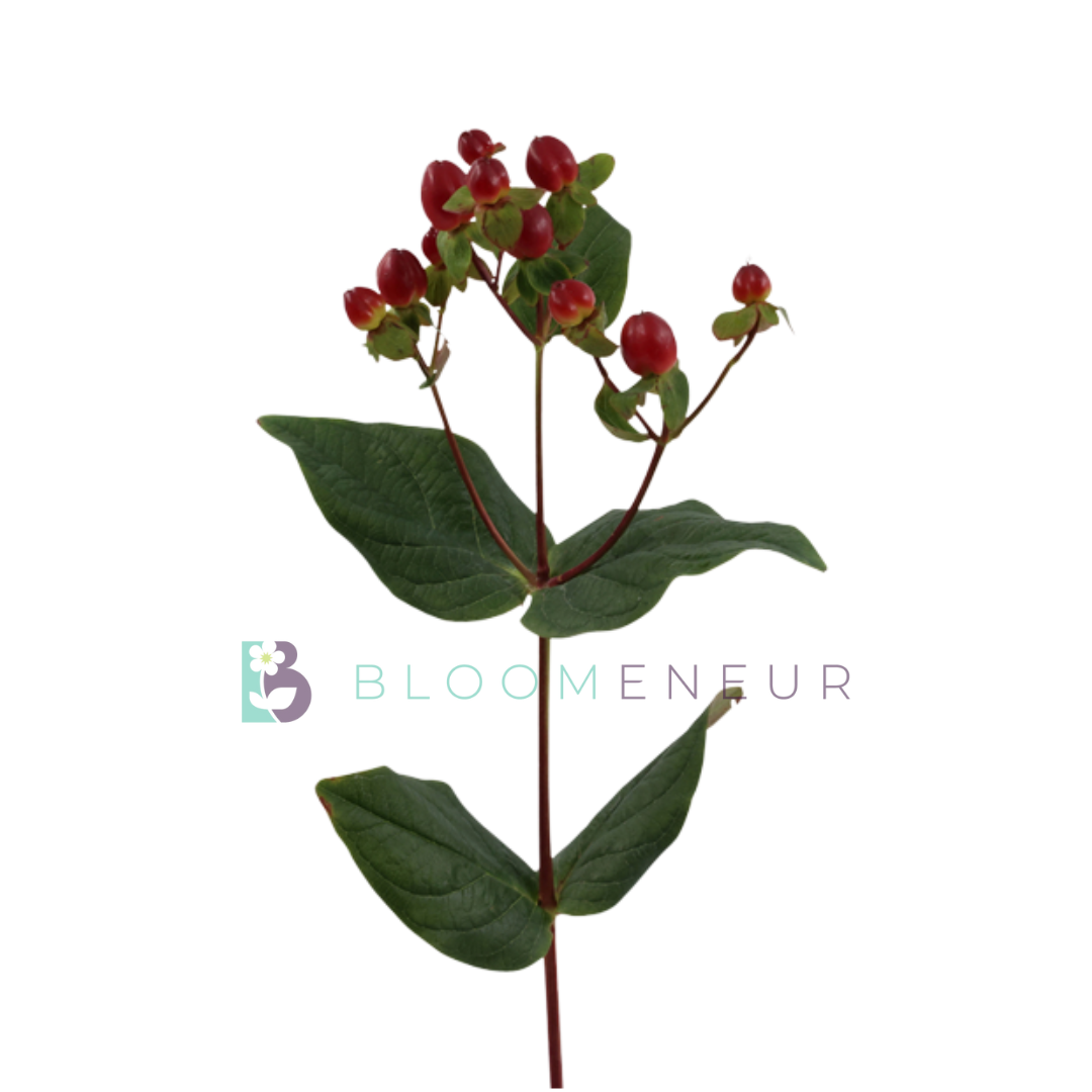 Hypericum