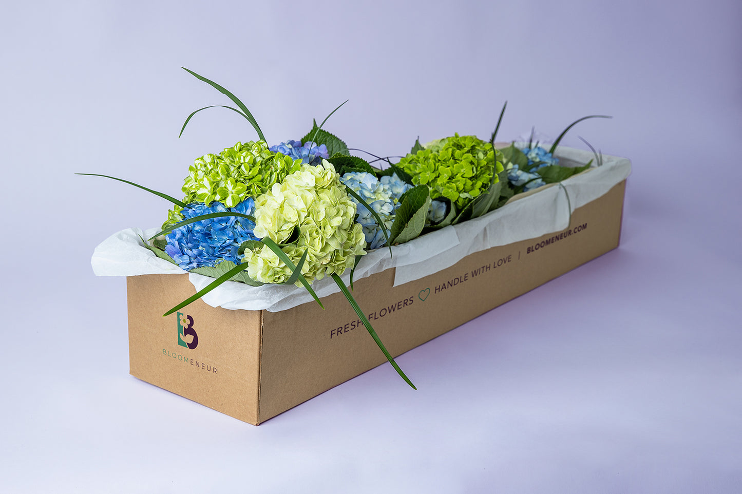 Hydrangeas Jumbo