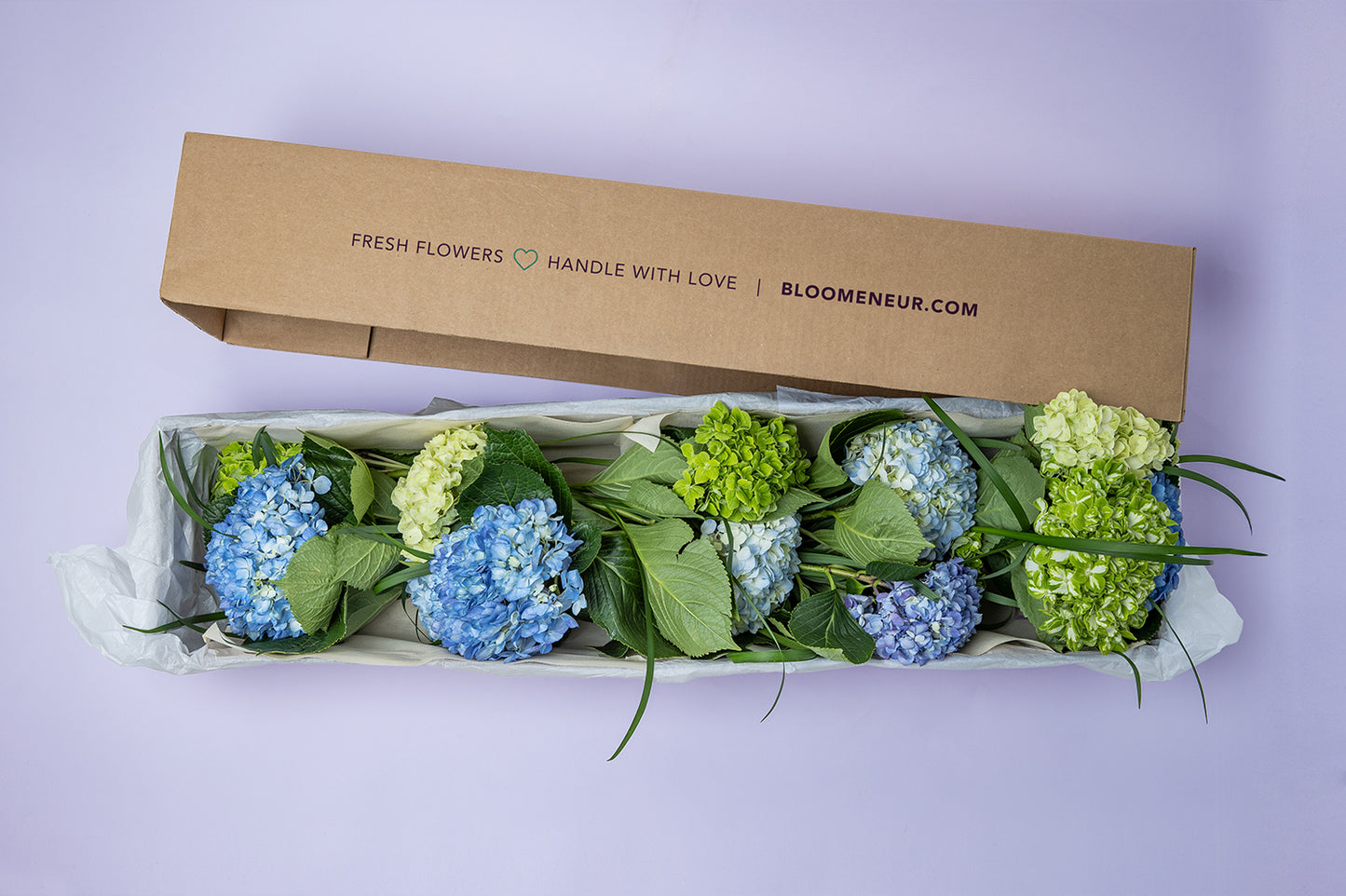 Hydrangeas Jumbo