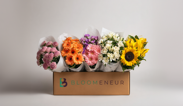 Custom Box of Focals