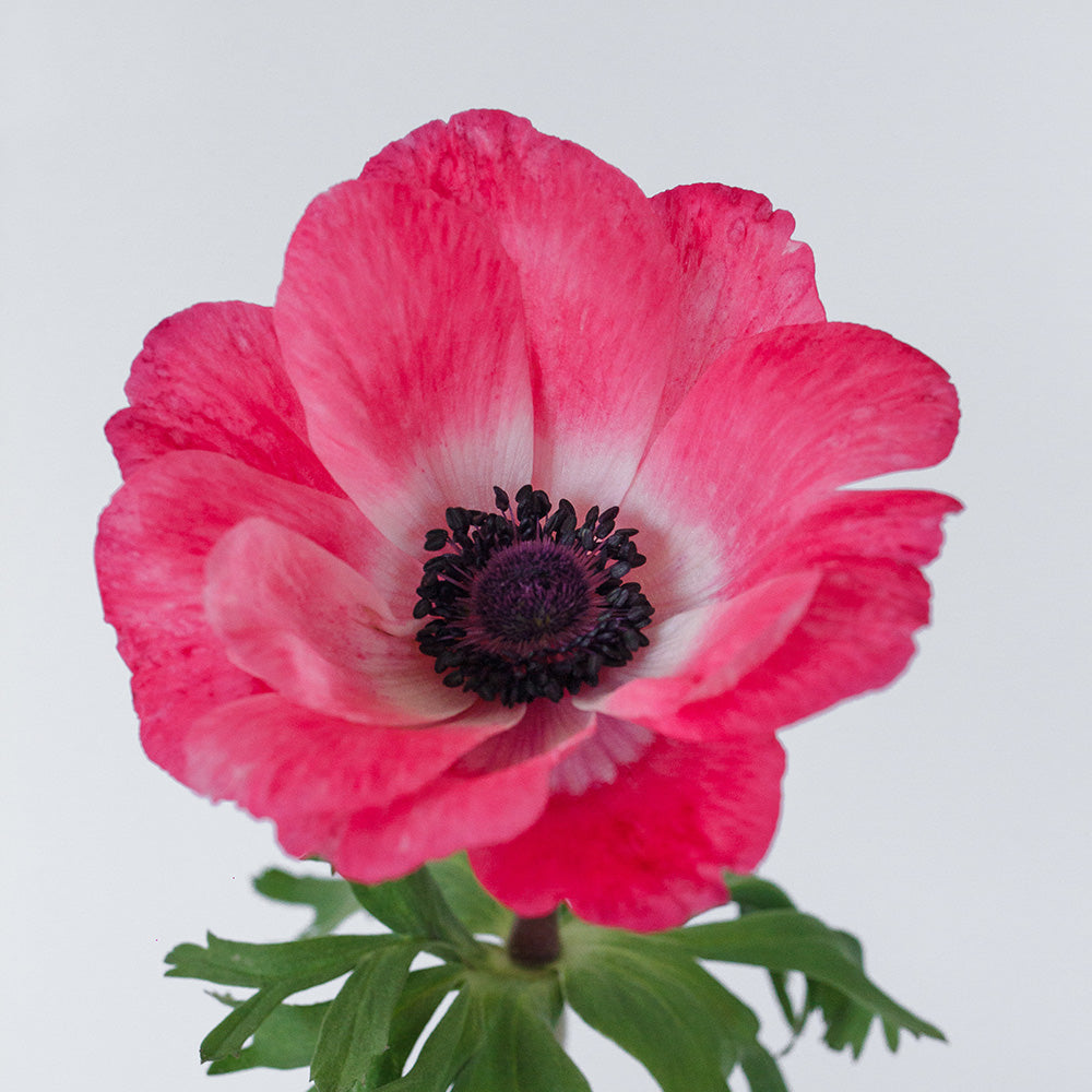 Anemone clasic