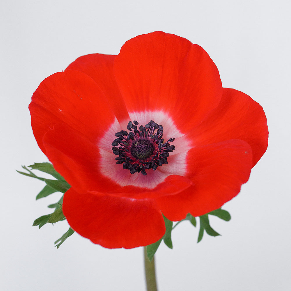 Anemone clasic