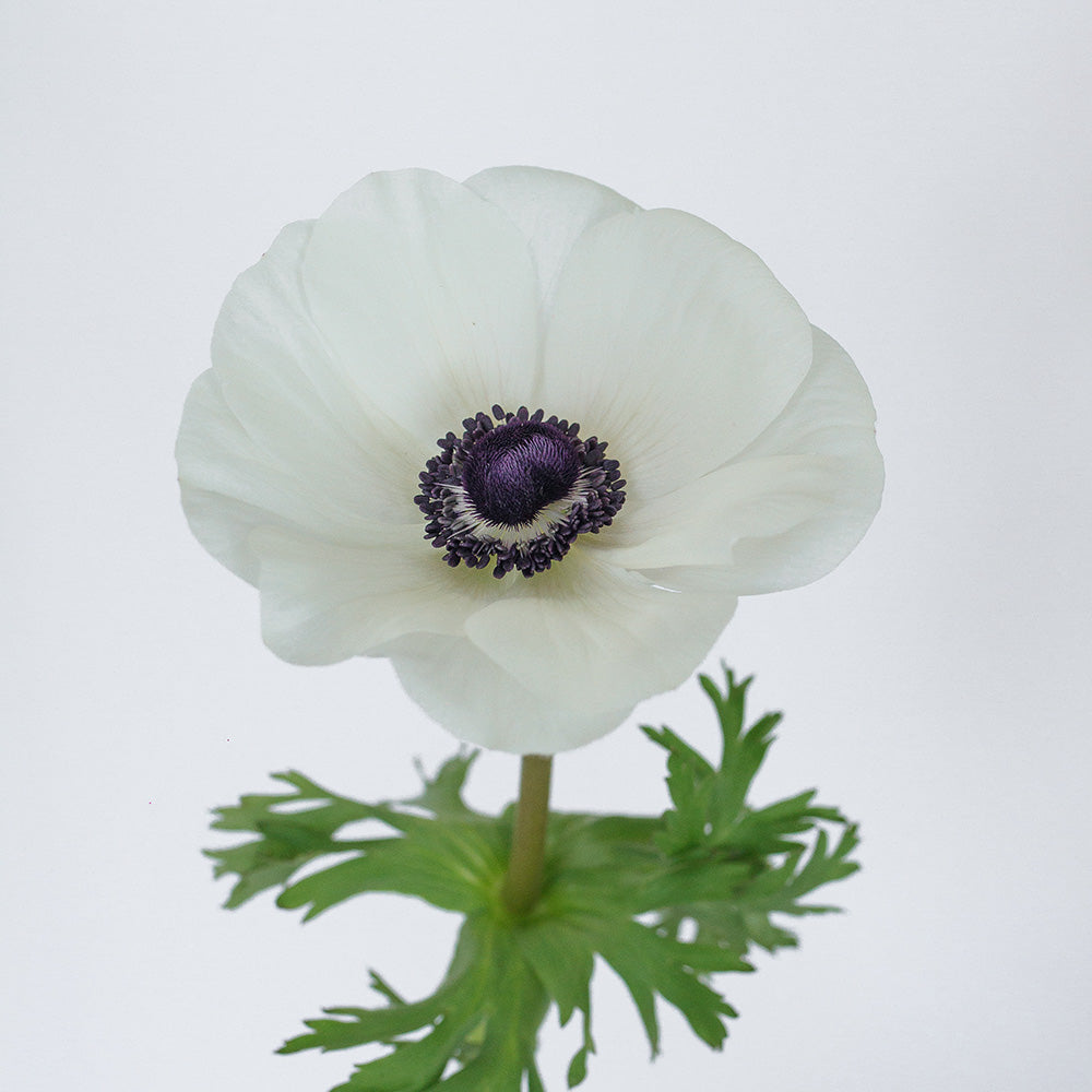 Anemone clasic
