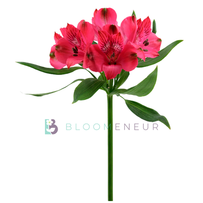 Alstroemeria
