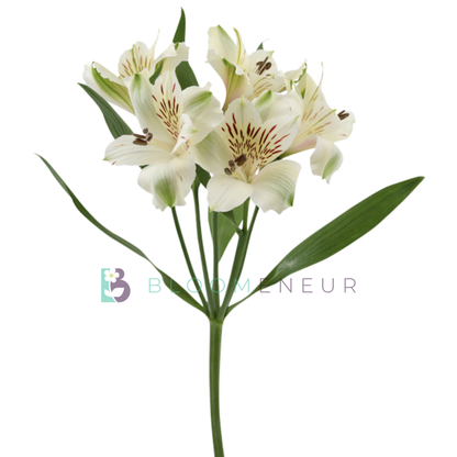 Alstroemeria