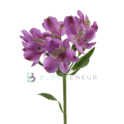 Alstroemeria