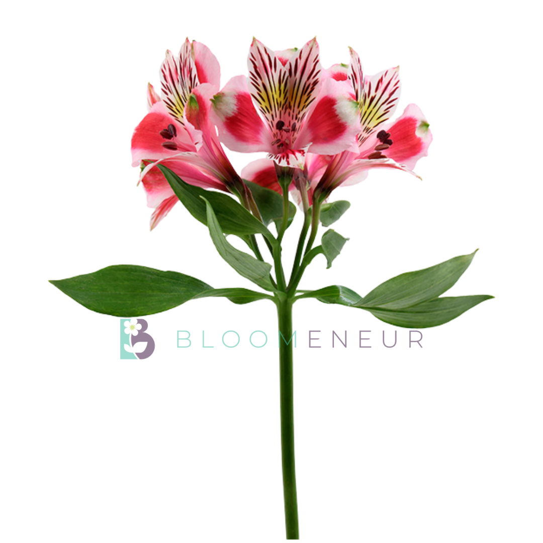 Alstroemeria