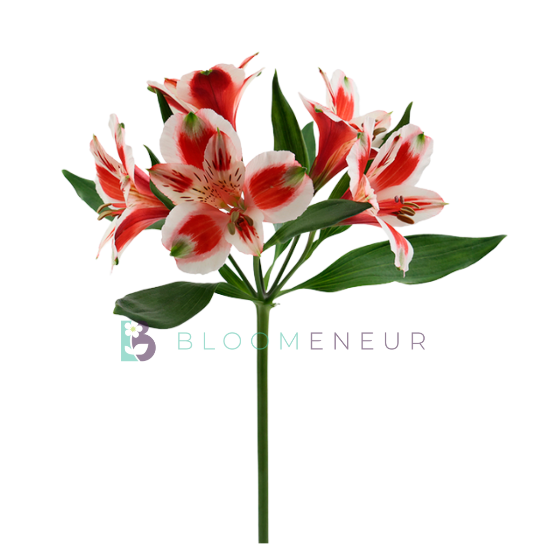 Alstroemeria