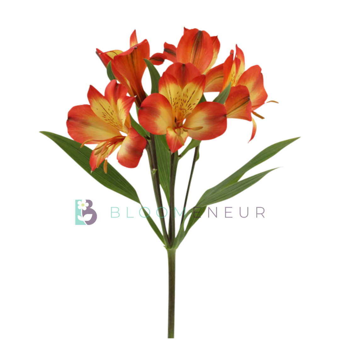 Alstroemeria