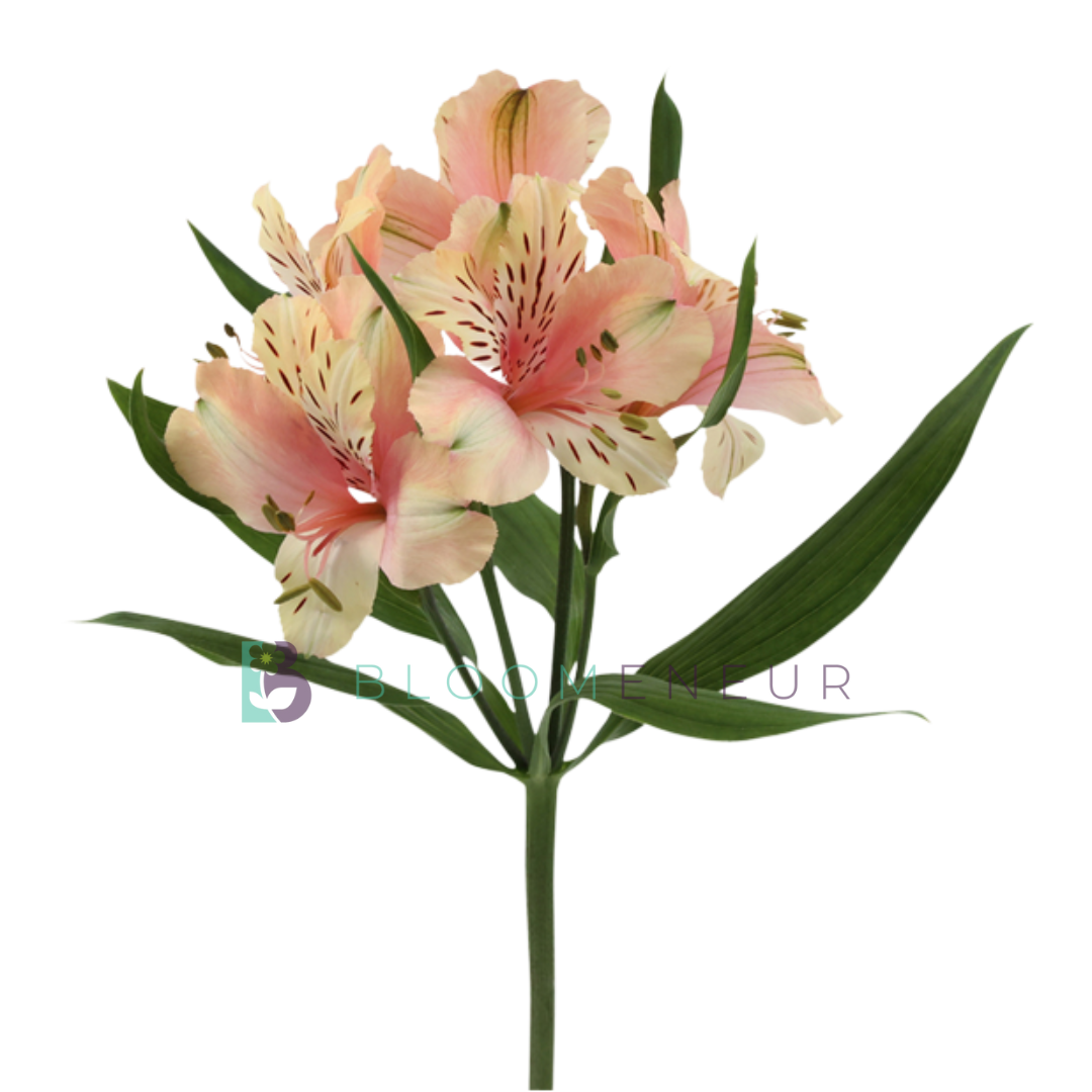 Alstroemeria