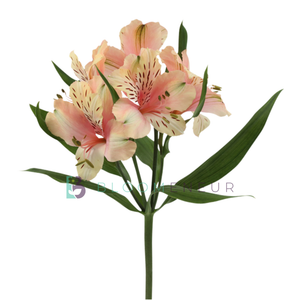 Alstroemeria