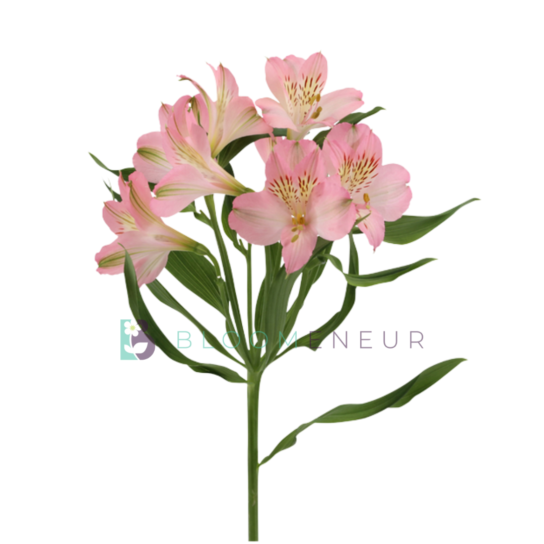 Alstroemeria