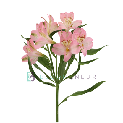Alstroemeria