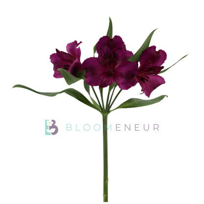 Alstroemeria