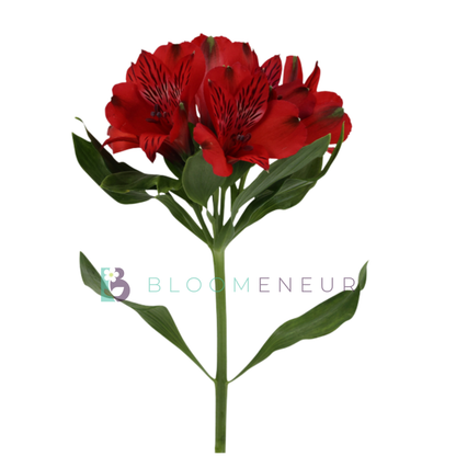Alstroemeria