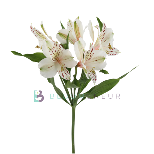 Alstroemeria
