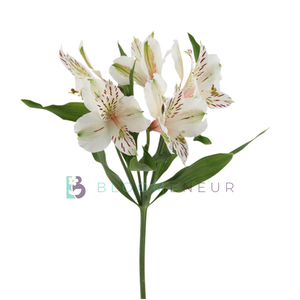 Alstroemeria