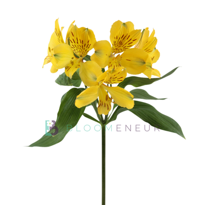 Alstroemeria