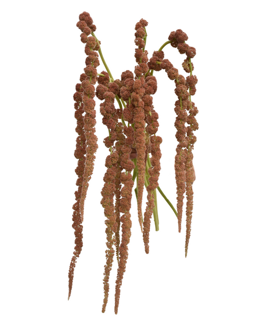 Coral Fourtain