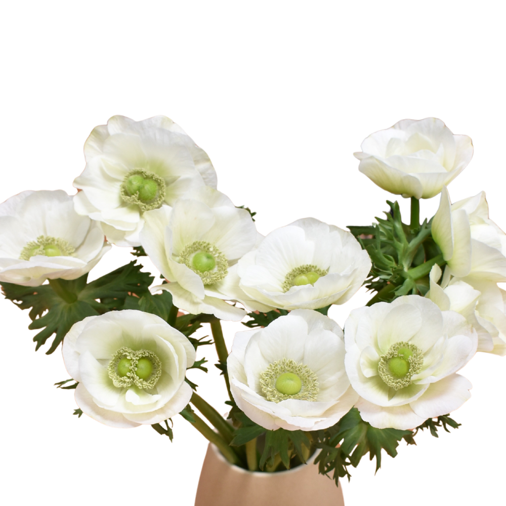 Anemone clasic