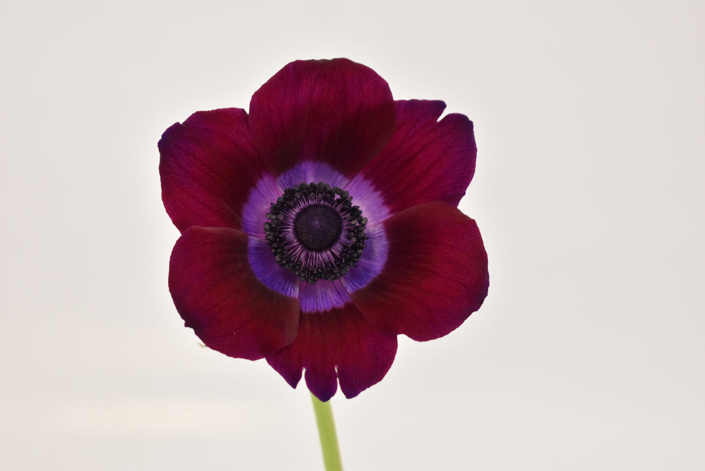 Anemone clasic