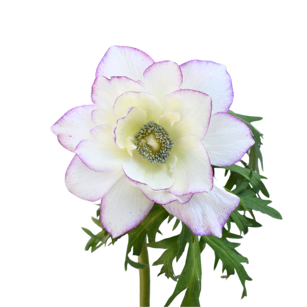 Anemone clasic
