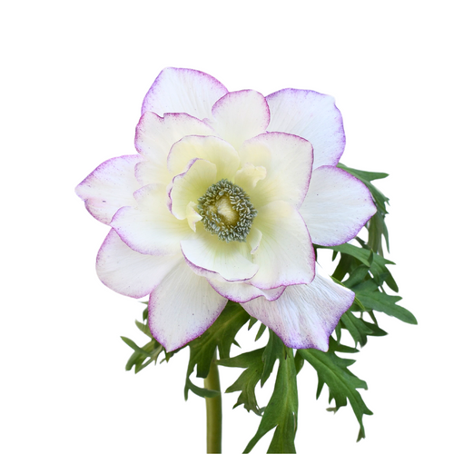 Anemone clasic
