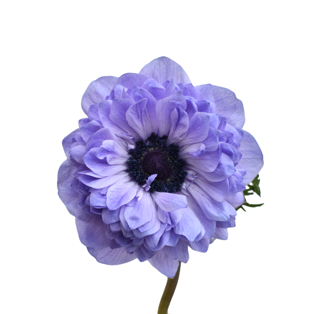 Anemone Levante