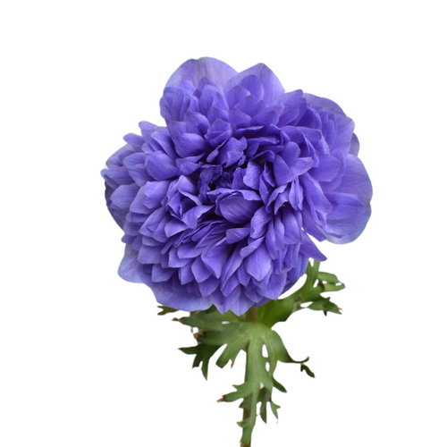 Anemone Levante