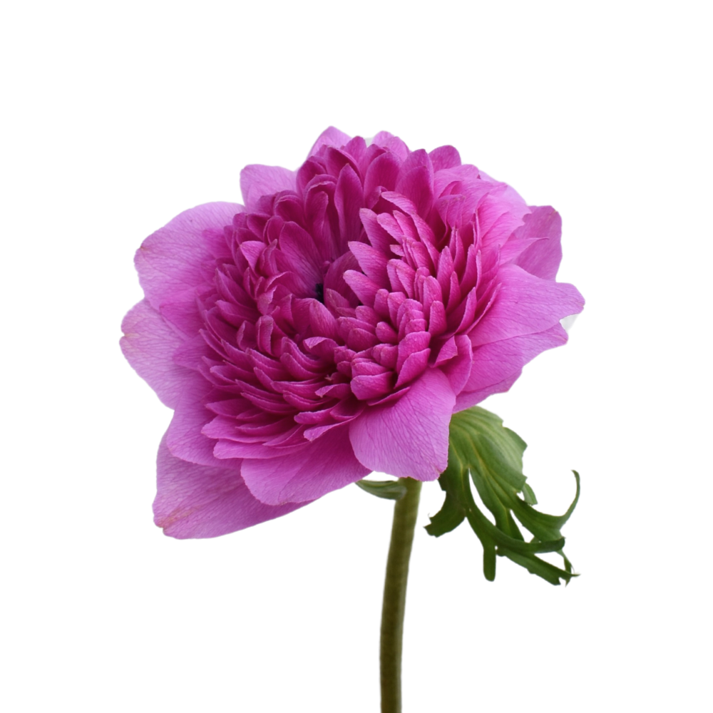 Anemone Levante