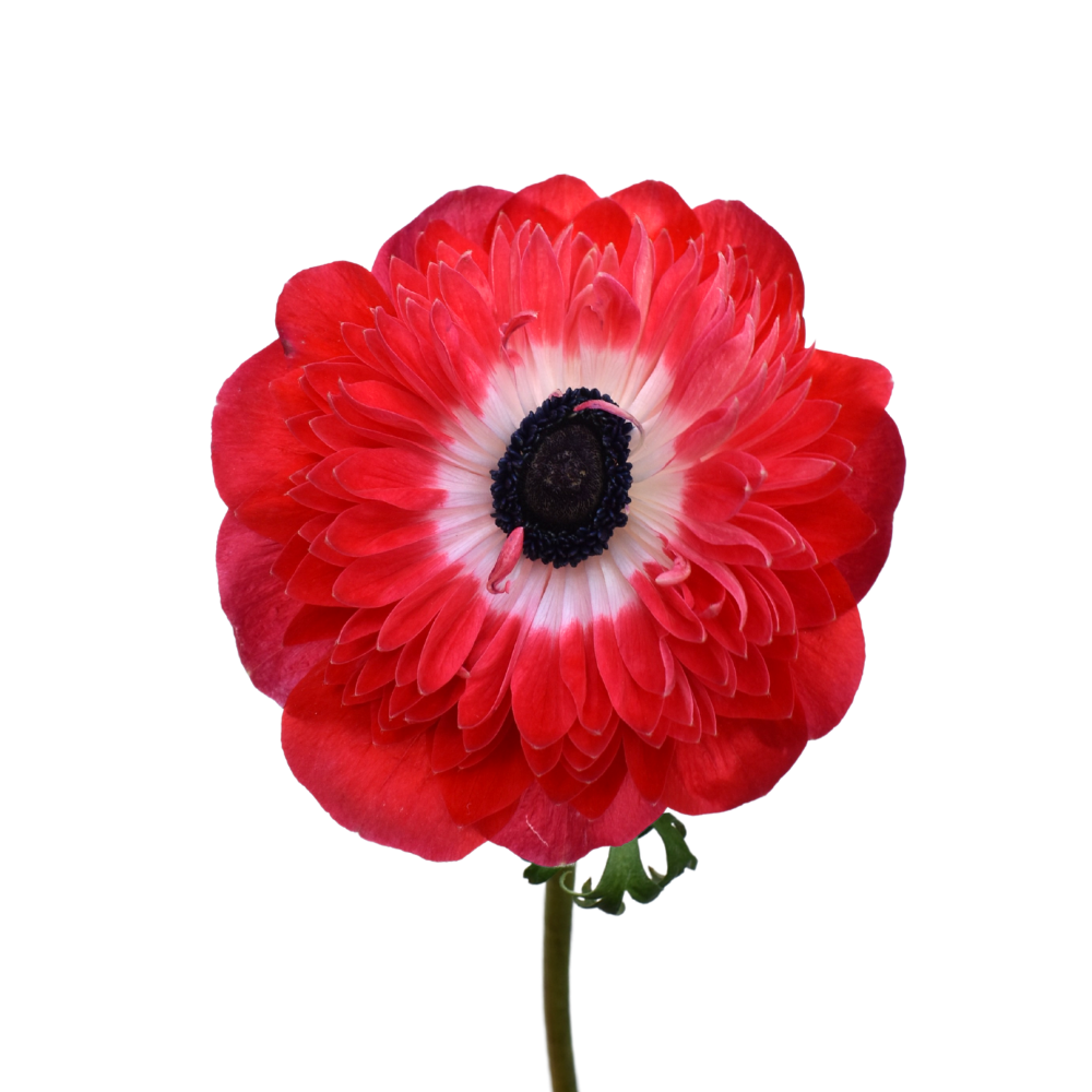 Anemone Levante