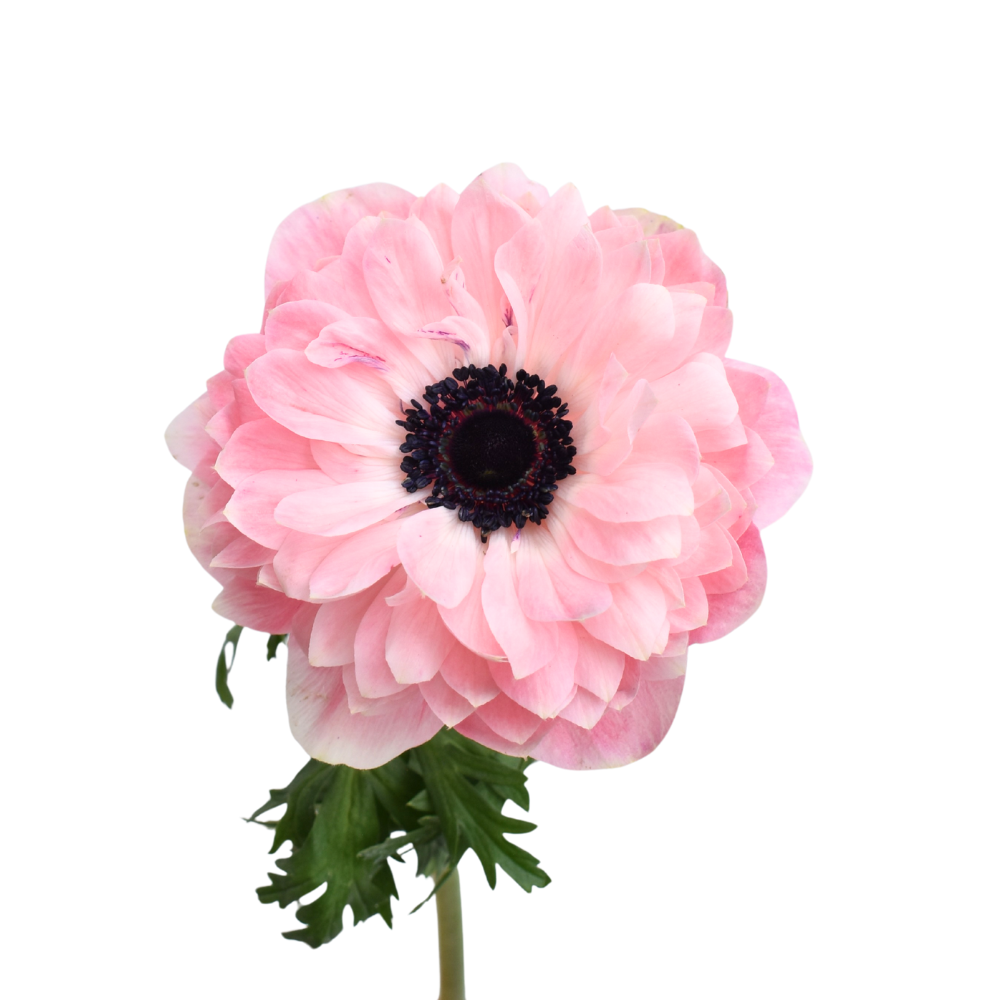 Anemone Levante